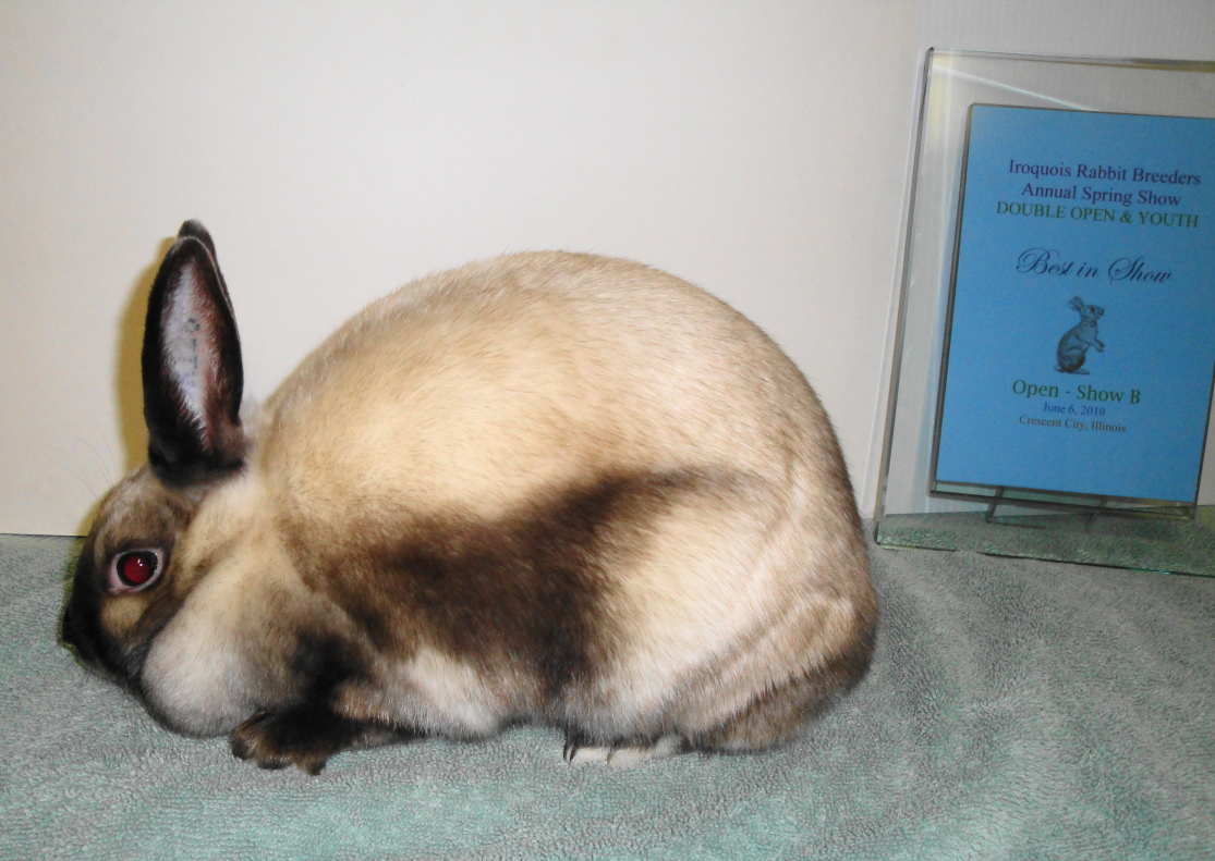 24 Mini Satin Bunny Rabbits In Bismarck North Dakota Rabbits For Sale In North Dakota